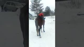 легко #horse #кони #лошади #сибирь #зима #лошадь #топ