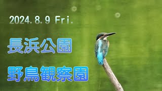 2024.8.9 長浜公園 野鳥観察園（カワセミ・カルガモ・コサギ・カワウ・アオサギ）