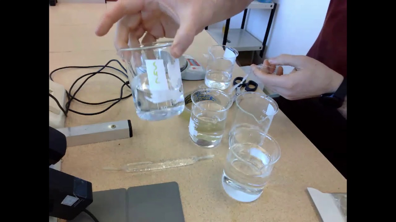 To Demonstrate Osmosis Youtube