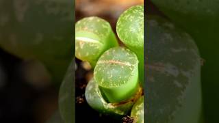 What do you know about Lithops, the camouflaged plant? 🪨 #plantastics 🌱 #nature #lithops #botany