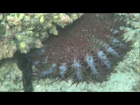 Coroa-de-espinhos (Acanthaster planci)