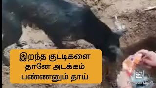 இறந்த குட்டிகளை தானே அடக்கம் பண்ணனும் தாய் நாய்