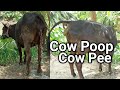 Two Funny Black Cow Poop Video | Cow Defecate In A Village Field