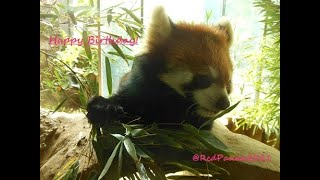 2022/6/26【よこはまズーラシア】キクちゃん(♀)⇒Red Panda \