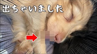 寝ている時に口から出ちゃいました　【ミニチュアダックスの赤ちゃん】#puppy #puppies #癒し #子犬