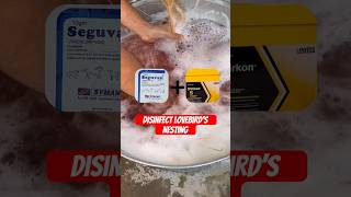 Disinfect Lovebird’s Nesting #shortsfeed #lovebirds #lovebirdsbreeding #foryou #viral #nesting