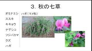 秋の植物。中学入試に出る秋の植物。