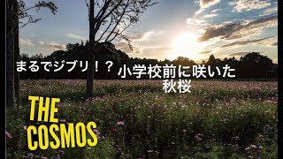 ドローン空撮 コスモス畑【富田さとにわ耕園・小学校】  4K Drone Japan Cosmos