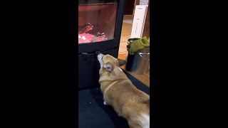 薪ストーブの近くをうろつくコーギー / Corgi wandering near the wood stove #コーギー #corgi #薪ストーブ