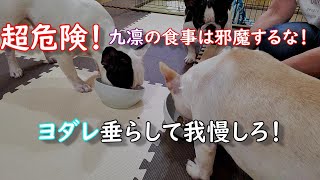 フレンチブルドッグ六助＆九凛のお食事にお邪魔してみた！I tried to disturb the French bulldog Rokusuke \u0026 Kurin's meal!