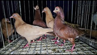 Gołębie pigeons targ JEDLIŃSK Andrzej W. 26.01.2025 cz.3/5💥Gołębie jasne i wyszwance Andrzeja Radom💥