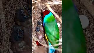 Cuckoo Bird Information |#shorts