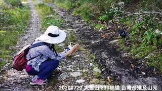 20200721 大雪山林道巧過藍腹嫻台灣帝雉及山羌