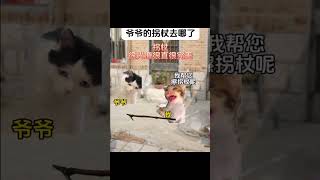 爺爺的拐杖 #猫 #cat #貓 #猫meme #猫meme小剧场 #喵不可言 #真实改编 #猫咪的迷惑行为