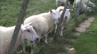 Sauene breker med sin gode venn / The sheep break with their good human friend