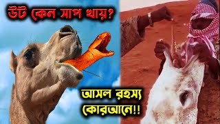 যে কারণে উট জীবিত সাপ খায়- আসল রহস্য কোরআনে । উটের সাপ খাওয়ার ভিডিও | Why camel eat snake?