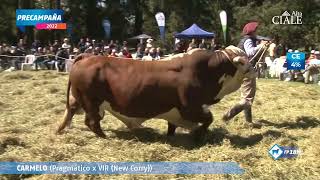 Desfile Precampaña 2022 | Raza Braford