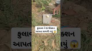 ફુલાવર ને ઇન્જેક્શન આપતા સળગી ગયું 😱#trending #viral #Reels #funny