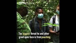 Gabon invests in eco-tourism to preserve mountain gorillas