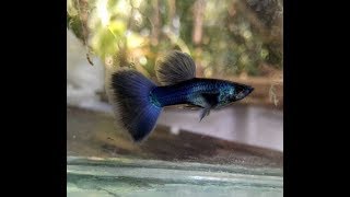 The Most Expensive and Most Beautiful Guppy Fishes ,hybrid guppies fish , tropical fish