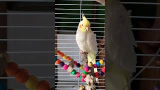 Experience the Tranquility of Beak Grinding in #cockatielscraze! 😌