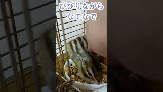 しまりす「ポン吉」油断は禁物！！【ペット】【シマリス】【Chipmunk】【Squirrel】【Kawaii】【Cute】