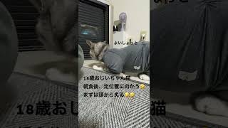 #18歳おじいちゃん猫#猫のいる暮らし#猫のいる生活#老猫#猫動画#ねこ動画#ねこ#猫#cat