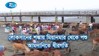 লোকসানের শঙ্কায় মিয়ানমার থেকে পশু আমদানিতে ধীরগতি