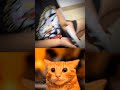 Mr Bombastic Cat Part - 47 #shorts #cat #oogway #bombastic