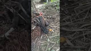 Mikat ayam hutan || Pikat betina ayam hutan sumatra