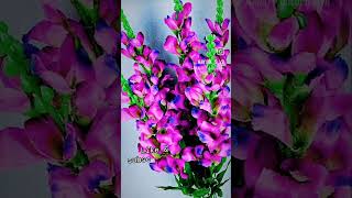 ( snapdragon)Antirrhinum is a genus of plants in the Plantaginaceae family, commonly known as dragon