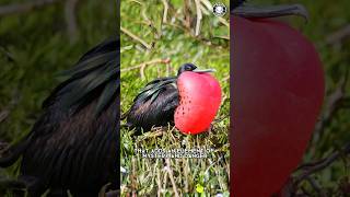 Magnificent Frigatebird 🦅 The Thief of the Skies!