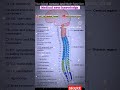 Cranial nerve|| spinal nerve and their functions||