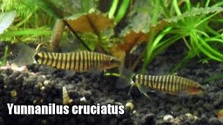 Yunnanilus cruciatus