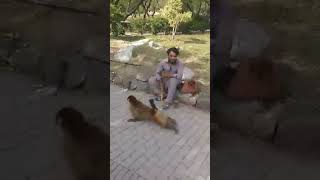 Clever monkey in Islamabad (agilli meymun)