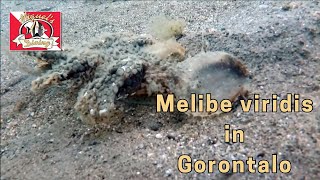 Melibe viridis in Gorontalo | Scuba Diving Video