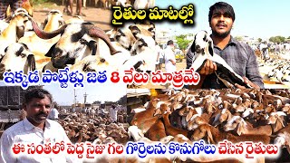 పెబ్బేరు గొర్రెల మార్కెట్ | Pebbair Sheep Market | Gorrela Market | Goat Market | Kiran TV Rythu