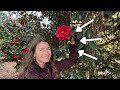 Tour of Massee Lane Camellia Garden part 1