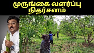 முருங்கை வளர்ப்பு நிதர்சனம்|drumstick farming in tamilnadu chedi murungai valarpu tamil Verukku neer