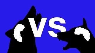 Wolves VS Dogs - Who's smartest? - Bang Goes The Theory - Series 6 - BBC