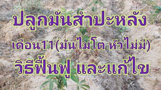 ปลูกมันเดือน11(มันไม่โต)วิธีแก้ไข