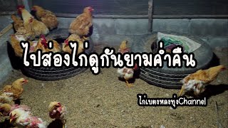 พาไปส่องไก่เบตงยามค่ำคืน ฟาร์มไก่เบตงหลงทุ่ง อ.ดอยสะเก็ด จ.เชียงใหม่