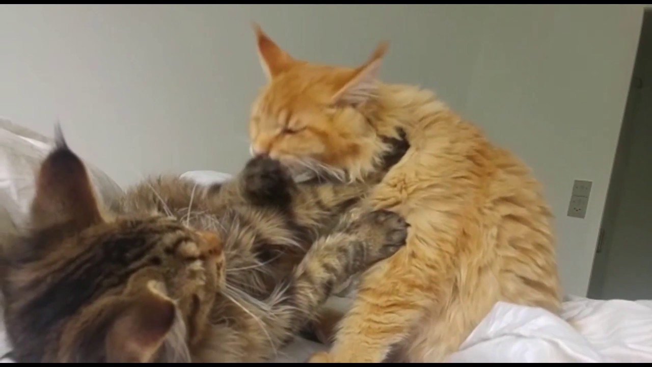 Maine Coon Brothers Playing! - YouTube