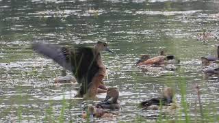 Bird Watching ดูนก นกเป็ด เป็ดแดง บ้านตาด ต.ตาโกน อ.เมืองจันทร์ จ.ศรีสะเกษ