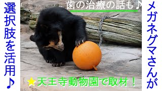 ★メガネグマさんが選択肢を活用♪天王寺動物園で取材！♪歯の治療の話も♪動物園の新しい楽しみ方＝シェアピ式★