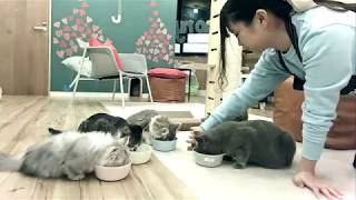 【猫カフェ 福岡】子猫の食事風景のライブ 2020年2月12日