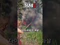 전설의 곰 잡는 방법 레드데드리뎀션2 레데리2 rdr2