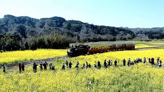 菜の花畑を走る列車「 絶景小湊鉄道」