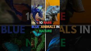 Top 10 rare blue animals in nature. @ADU8055 #nature #animals #rare #blueanimals #blue