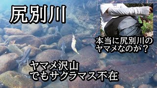 尻別川のヤマメって外来種…？サクラマスは？【 北海道 釣り 水中映像 】